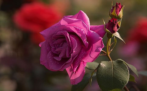 我爱家乡的月季作文