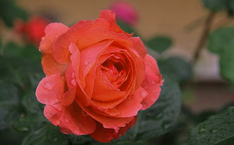 �¼����޵�����