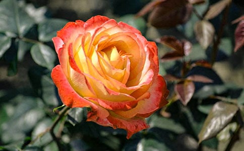 �����š��¼����۲��ռ�14ƪ