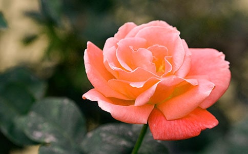 2023�꾫ѡ�����¼����ľ��ӻ��32��