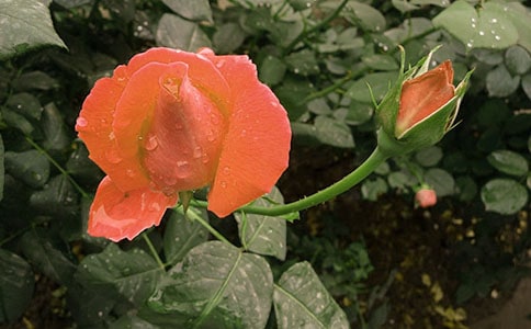 形容月季花的句子26句