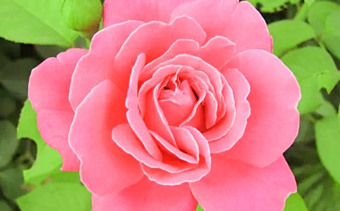 有关月季花的小学生作文