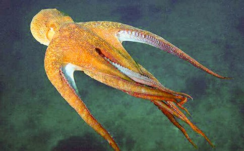 Сѧ�����ģ�����Ĺ��£���ѡ22ƪ��