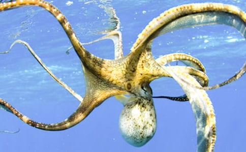 С����������̰�