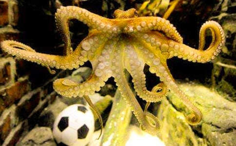 ��������̰�������������