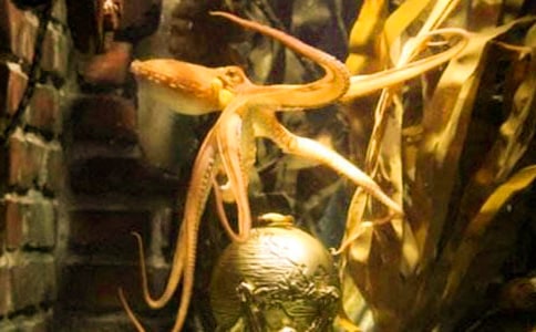 关于章鱼的作文