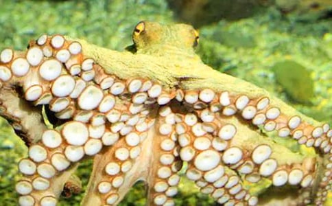 ����С�������̰�