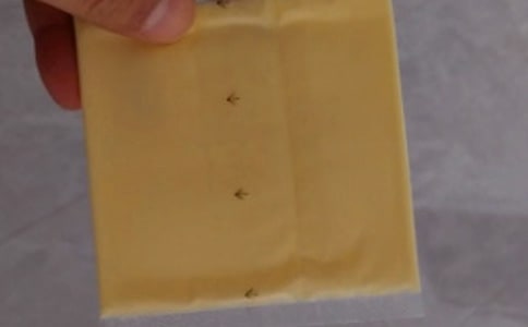 ��ݮ֥ʿ������֮��ͯ������