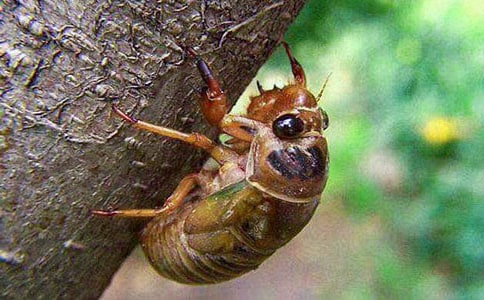 关于知了作文常用(15篇)