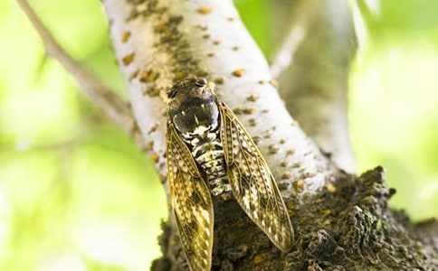 知了的夏天作文