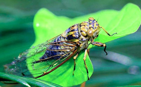 捉知了作文通用15篇