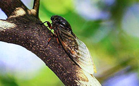 小黑与知了_550字