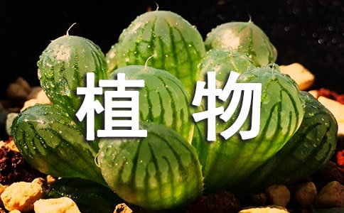 认识植物教案