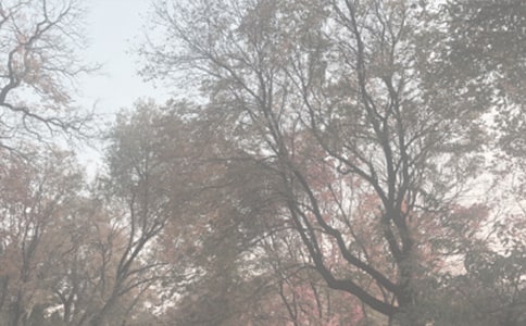 上海植物园导游词范文