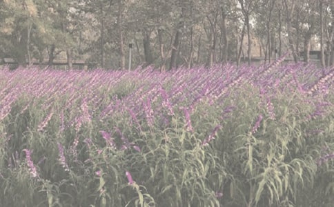 厦门植物园讲解词