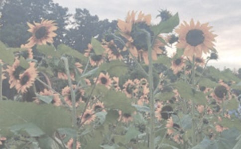 �α���ֲ��԰���ķ���