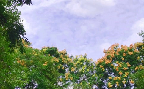 ��æ����������