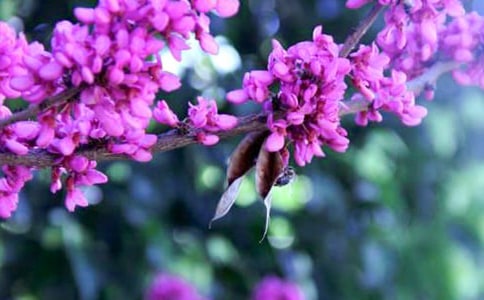 紫荆花下随想作文