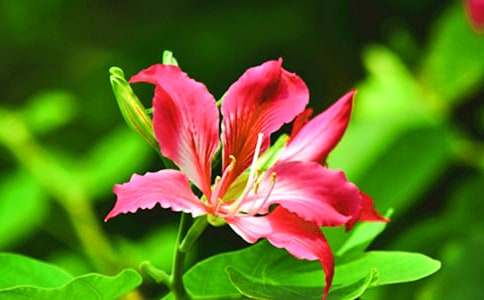 【热】紫荆花的作文