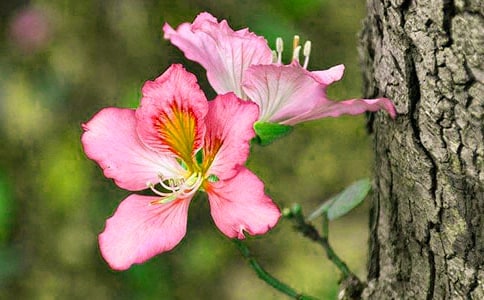 精选紫荆花的作文三篇