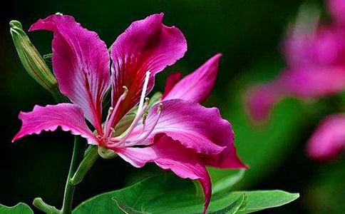 紫荆花的作文400字(通用47篇)