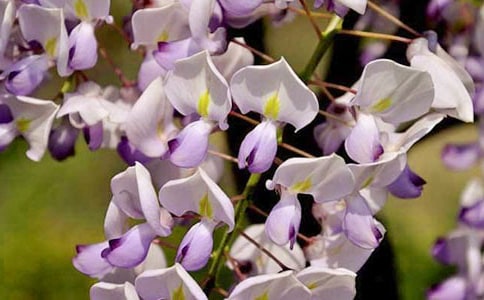 描写紫藤花的作文片段