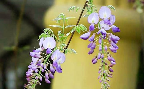 关于紫藤花的作文三篇