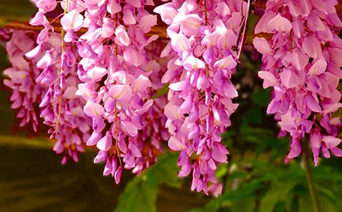 紫藤花开优美散文