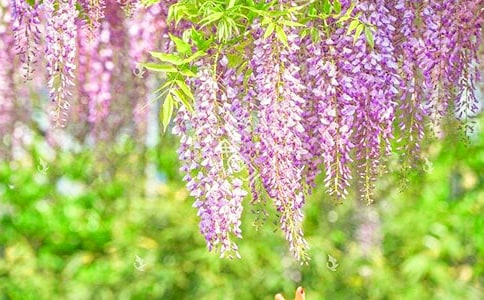 小班美术手指画紫藤花教案15篇