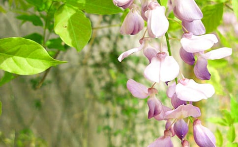 关于紫藤花的作文七篇