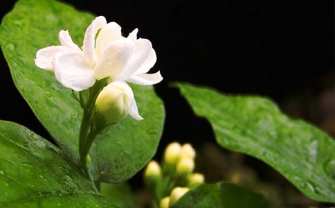 �����š������꼶����4ƪ