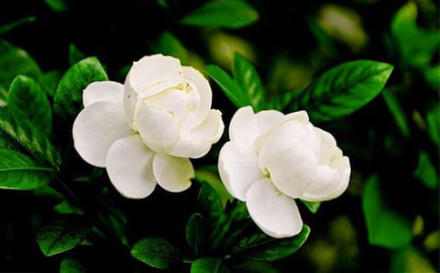 ��ѡ�����꼶����300��ʮƪ