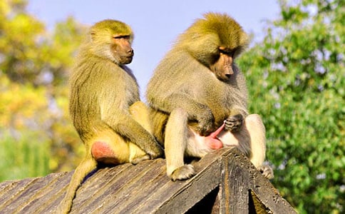 ȥι����������