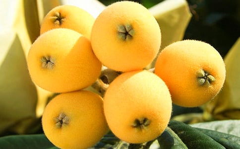 实用的枇杷作文300字