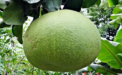 中班美术优秀教案《柚子画》