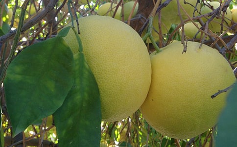 柚子传真情作文