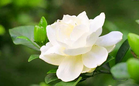 写栀子花的作文(精选7篇)