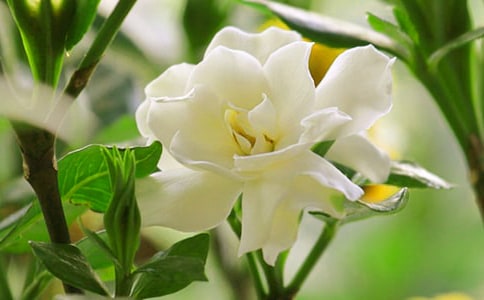 洁白无瑕的栀子花作文