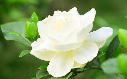 观察栀子花日记(通用44篇)