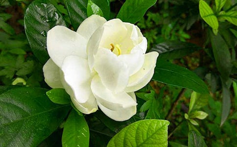 观察栀子花作文(精选5篇)