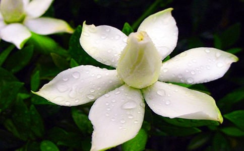 栀子花的芳香优美散文