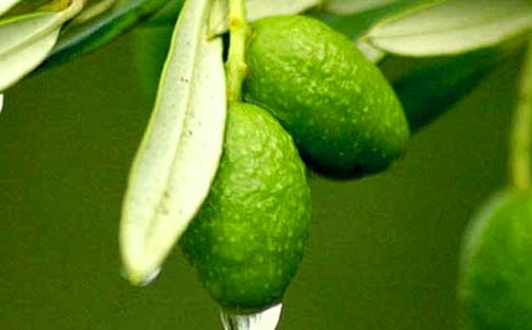 ��Ҳ�ι�һö���������