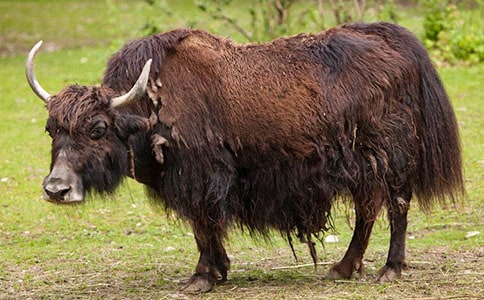 我所遭遇的野牦牛