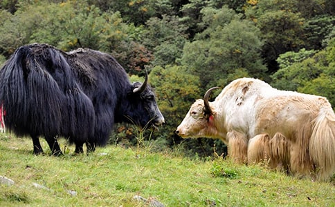 ø���Ʊ���ţ���ҵ���ԴѪ�ܽ�����ת��ø������