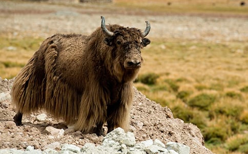 ����ţѡ�����