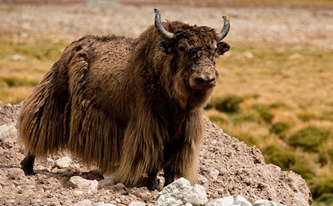 ��ף����ţ��ӷ��Է�ζ�ɷֵ�SPEM/GC/MS�ⶨ