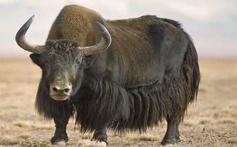 ��ţ����