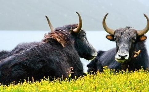 ��ظ�ԭ����ţ�Ļ�