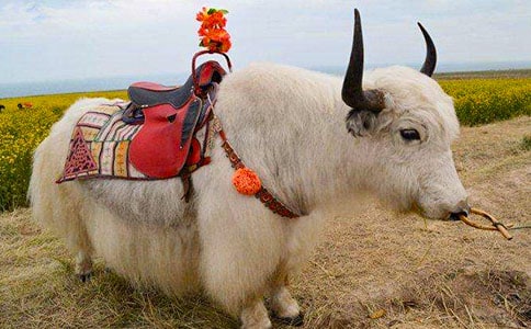 ��ţ����ɢ��