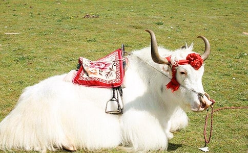 ��ţ����